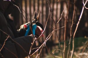 Ratschläge für Arbeiten im Garten